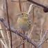 Grassland Birding and Winter Sparrow Identification Workshop